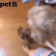 狗主人捡了一只母狗准备送保安室，家里的泰迪不让送：那是我媳妇