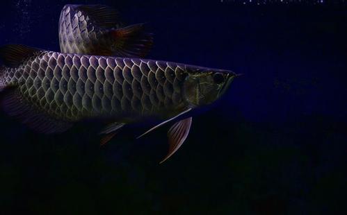 如何饲养龙鱼视频,饲养龙鱼的关注事项视频教程全集