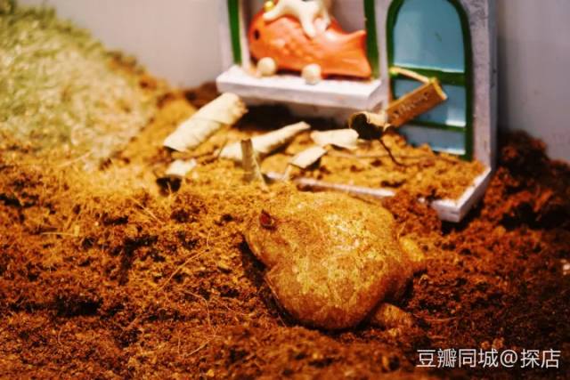 苏州南京杭州七日游,苏州南京上海杭州自由行旅游攻略