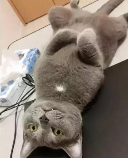 国外一只猫经常露出奇怪表情,国外一只猫每天自己外出