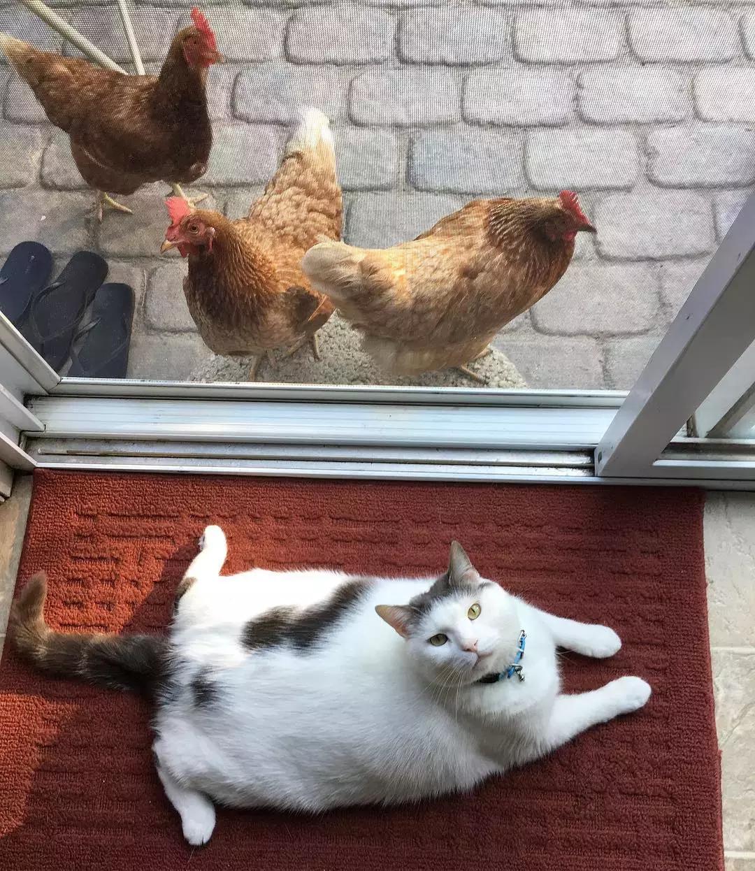 国外一只猫经常露出奇怪表情,国外一只猫每天自己外出