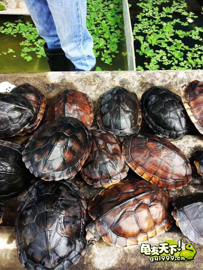 龟市是炒作还是商机好,龟市行情谁操控的