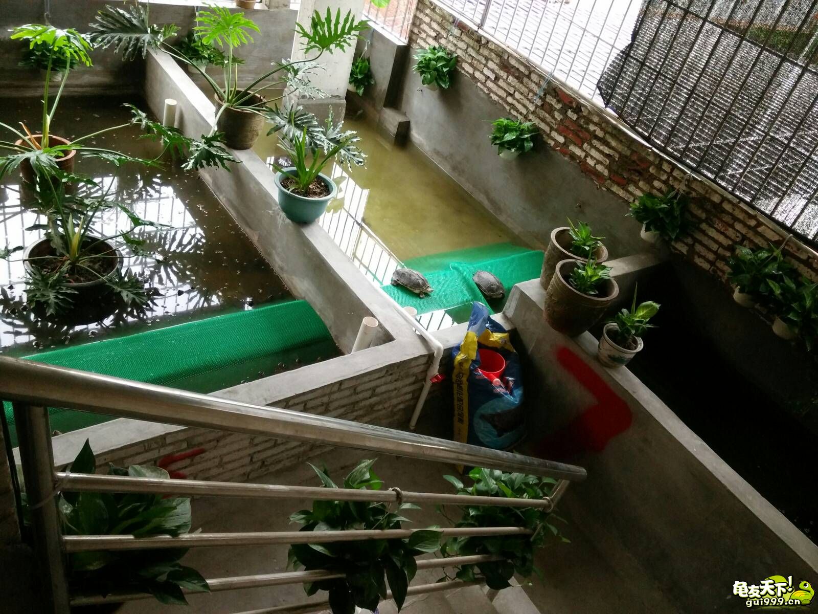 龟市是炒作还是商机好,龟市行情谁操控的