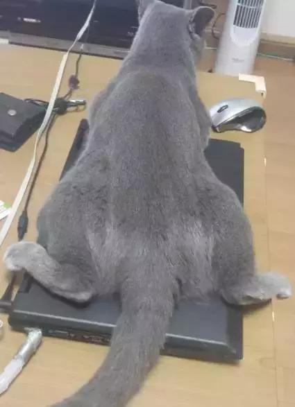 国外一只猫经常露出奇怪表情,国外一只猫每天自己外出