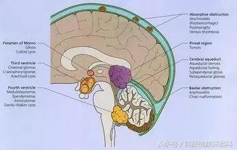 人血白蛋白治疗水肿原理,人血白蛋白对肺部水肿有用吗