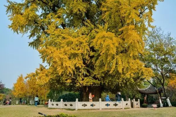 上海各个景点路线图,上海地铁沿线景点大全游上海必备