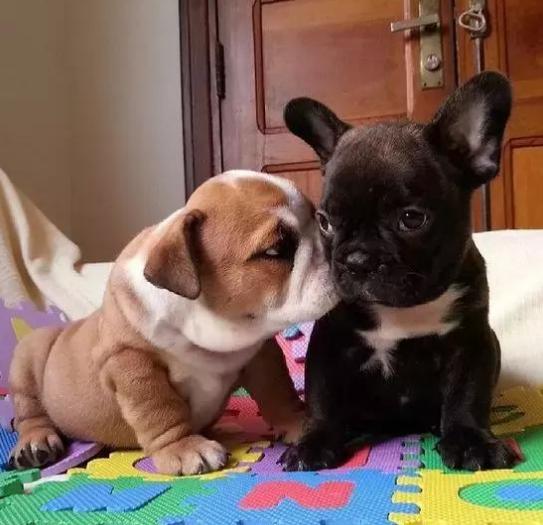 英牛和法牛犬咋区别,英牛和法牛哪个大一点