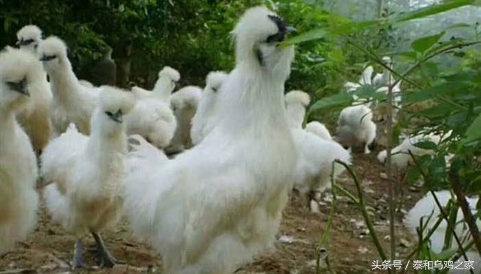 鸡生霍乱病怎么治疗,鸡得了霍乱病特效药