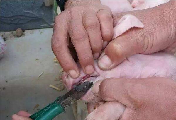 众说纷纭真相不得而知,众说纷纭该信谁