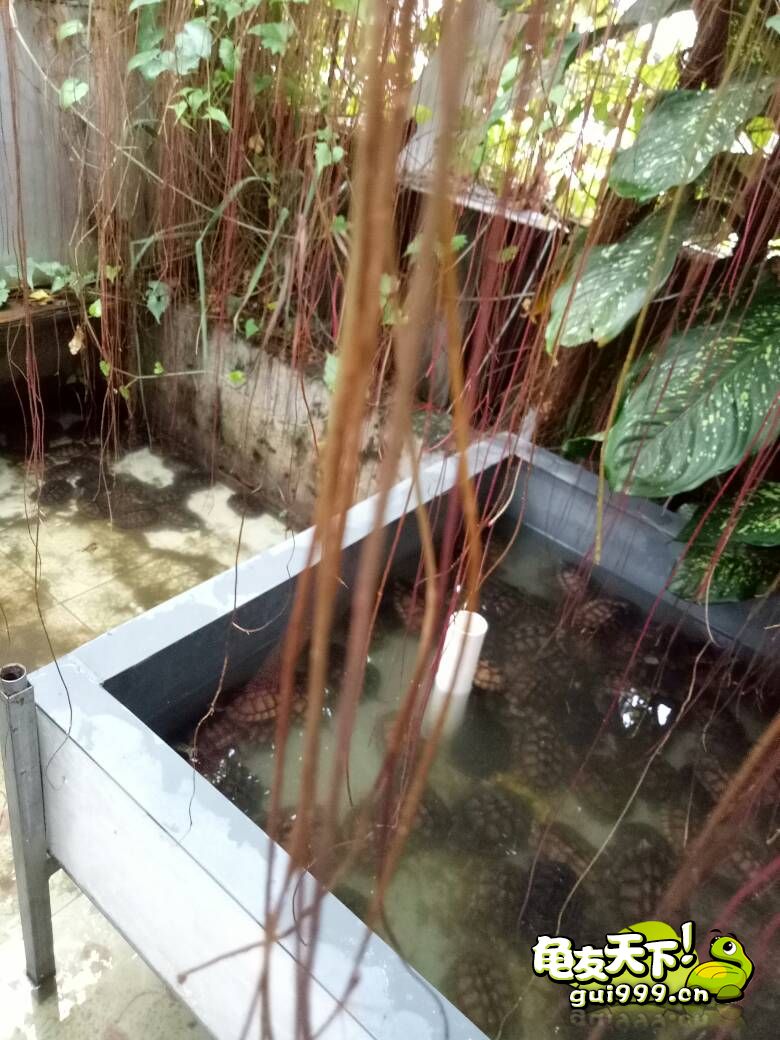 龟市是炒作还是商机好,龟市行情谁操控的