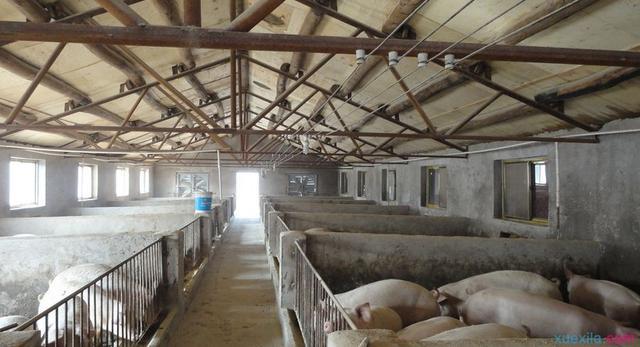 小猪拉稀怎么治也不好是不是猪瘟,小猪拉稀怎么办啊