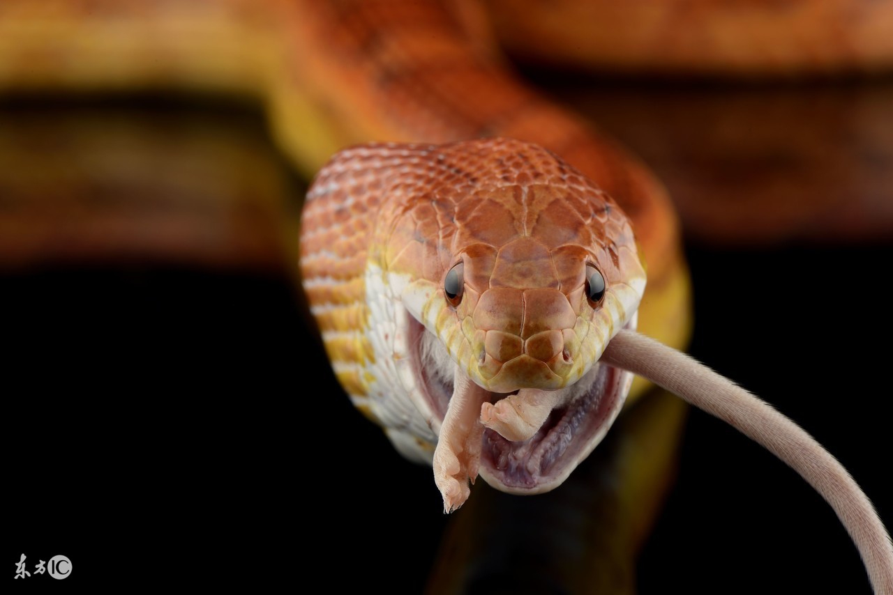 中医的五种急救方法,中医急症有哪些