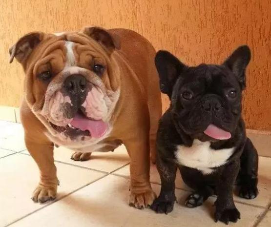 英牛和法牛犬咋区别,英牛和法牛哪个大一点