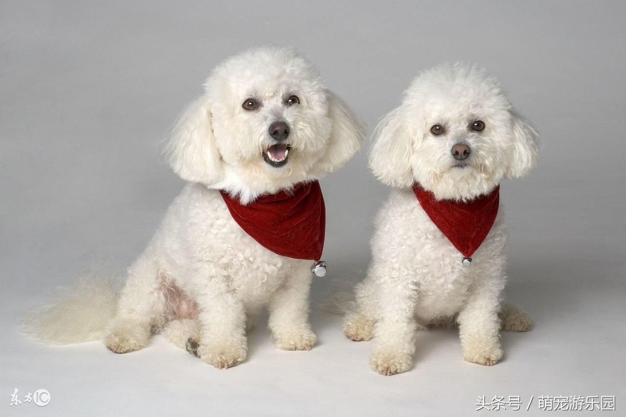 小狗狗接生教程,新手怎么给狗狗接生