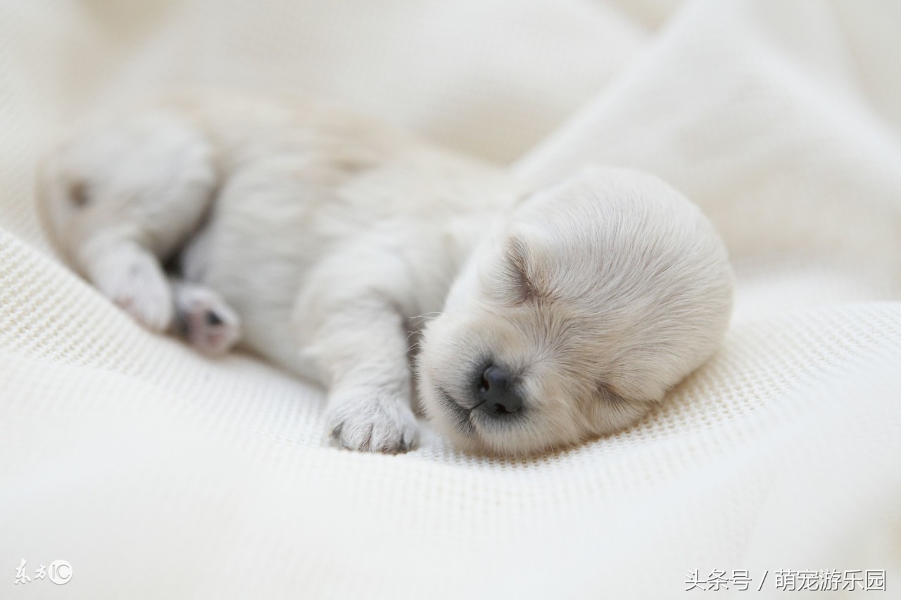 小狗狗接生教程,新手怎么给狗狗接生