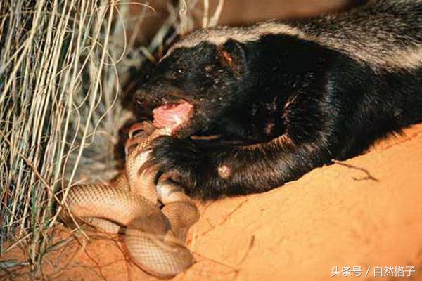 平头哥蜜獾为什么天不怕地不怕,平头哥蜜獾为啥谁也不怕