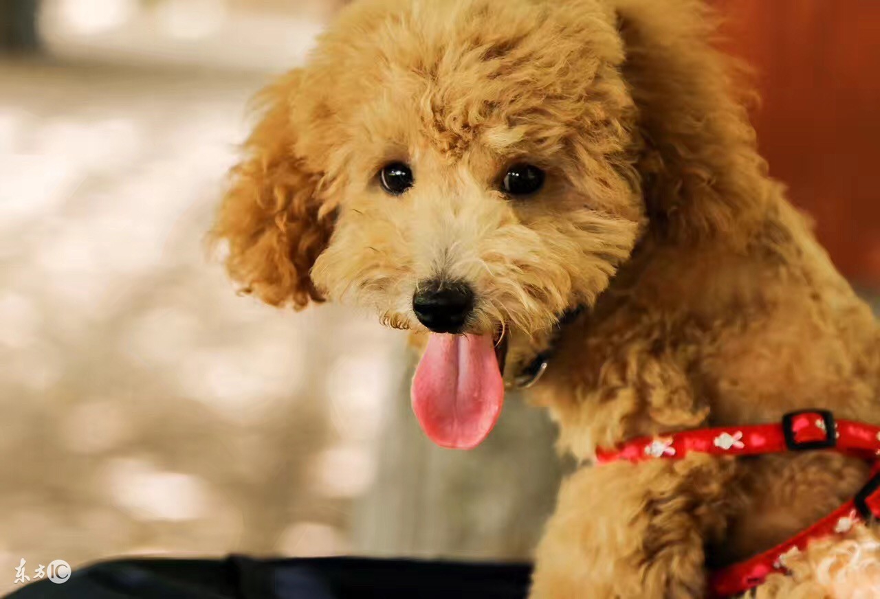 泰迪如何做牙齿护理！泰迪的牙齿健康！