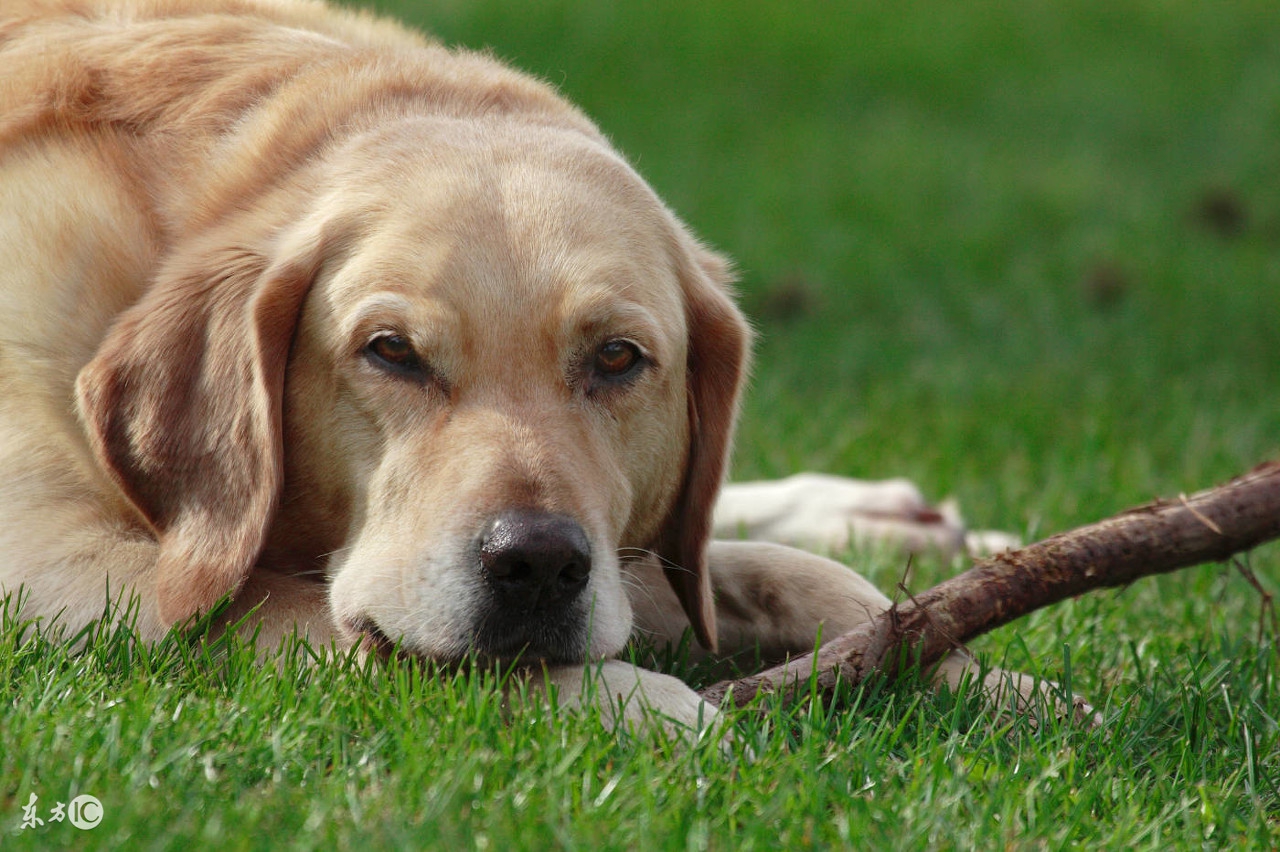 拉布拉多犬因消化不良而拉稀怎么办