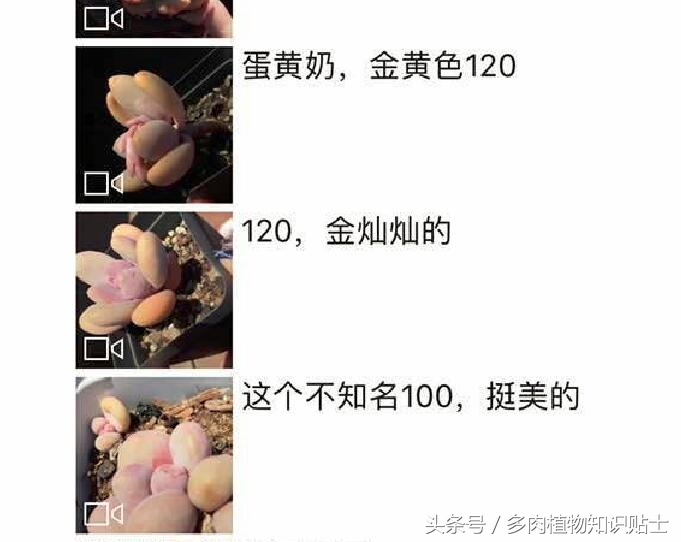 蛋黄奶多肉状态,多肉蛋黄奶和原始奶的区别