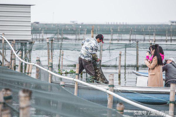 涨知识螃蟹的这几个地方不能吃,吃什么螃蟹不能吃什么