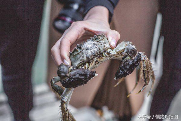 涨知识螃蟹的这几个地方不能吃,吃什么螃蟹不能吃什么