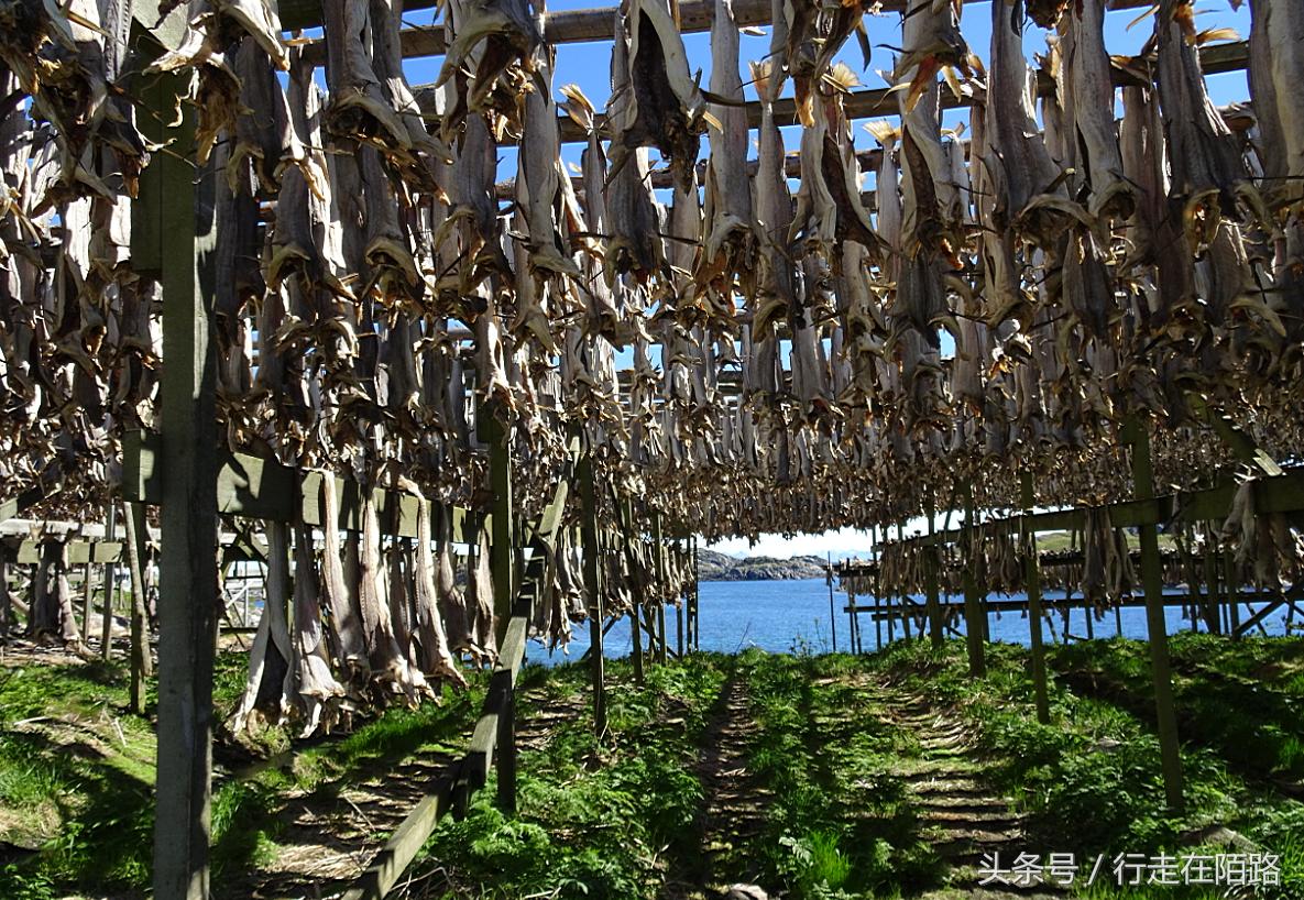 挪威北部罗浮敦群岛足球场,挪威渔民捕鱼