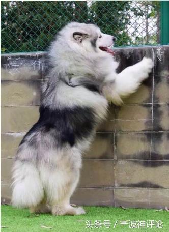 临产阿拉斯加,阿拉斯加过了临产期怎么办