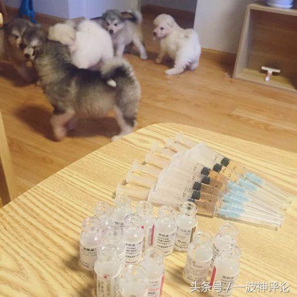 临产阿拉斯加,阿拉斯加过了临产期怎么办