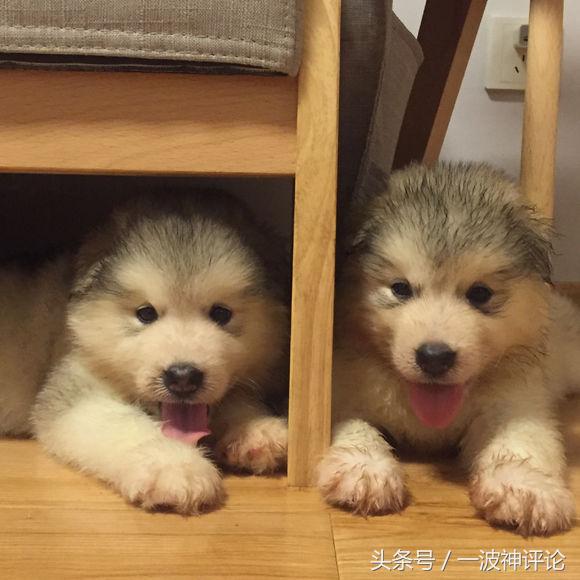 临产阿拉斯加,阿拉斯加过了临产期怎么办