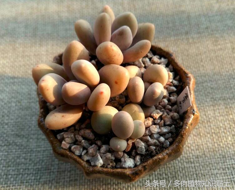 蛋黄奶多肉状态,多肉蛋黄奶和原始奶的区别