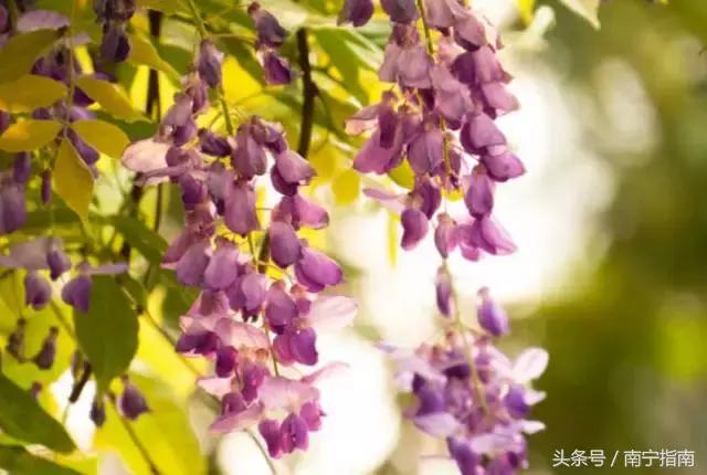 南宁三中分析,南宁三中详细介绍