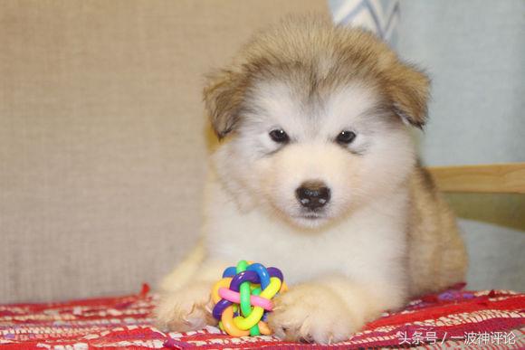 临产阿拉斯加,阿拉斯加过了临产期怎么办