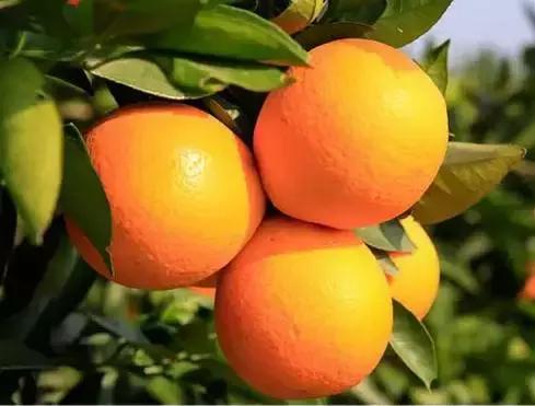 重庆市自编车牌字母,全国车牌简称顺口溜大全