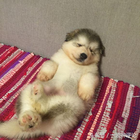 临产阿拉斯加,阿拉斯加过了临产期怎么办