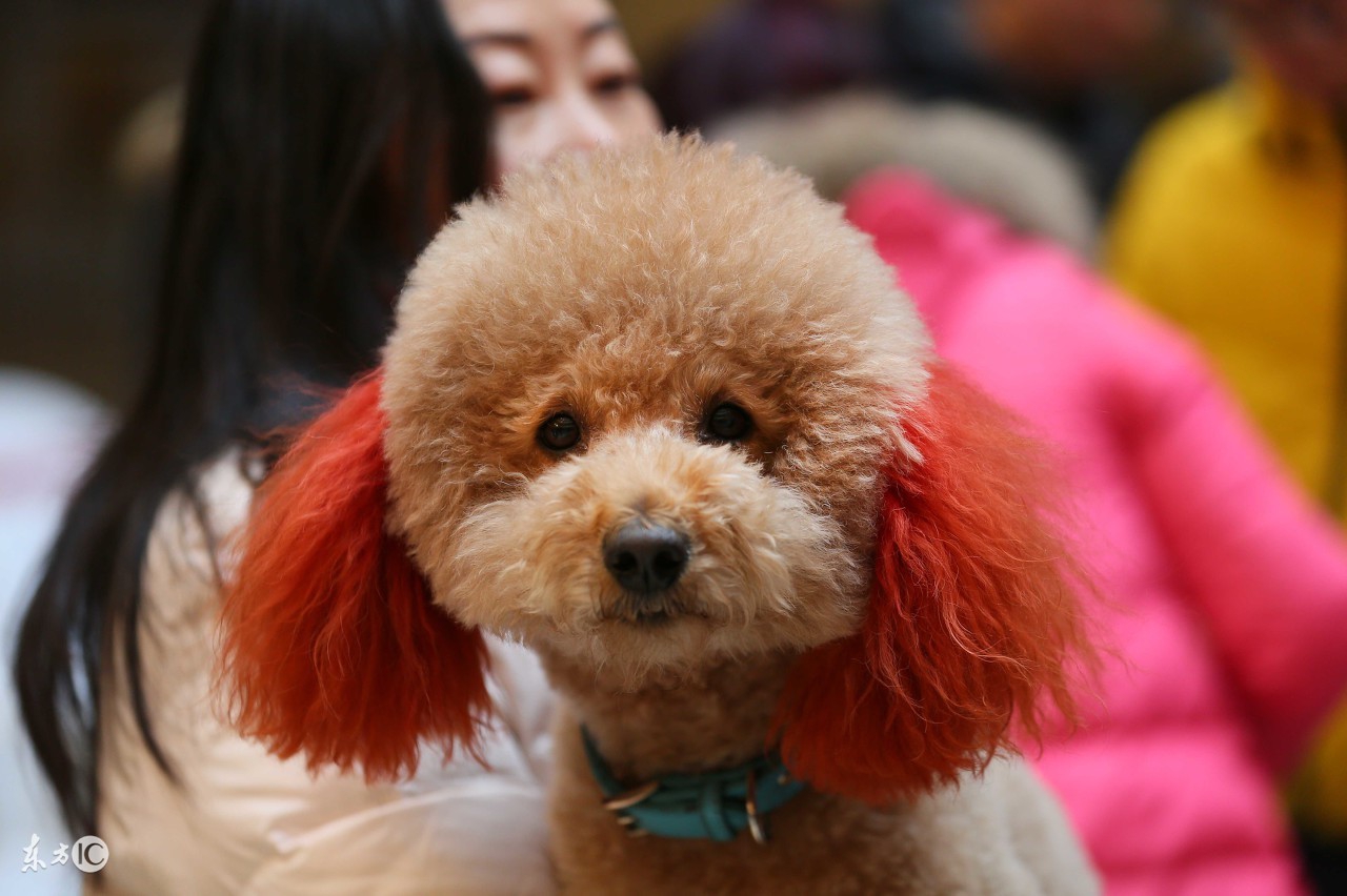 泰迪如何做牙齿护理！泰迪的牙齿健康！