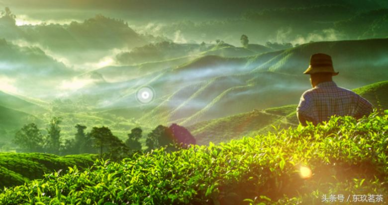 红茶珍品正宗武夷山正山小种,茶叶红茶正山小种特级