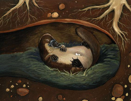 身体残缺的动物,新一代萌物鸭嘴兽