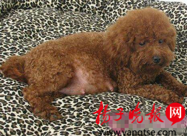 小狗被车撞身亡保险如何赔付,小狗被车撞了需要负多少法律责任