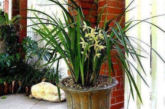 君子兰花怎么养才能开花多,盆养的君子兰叶片有长有短