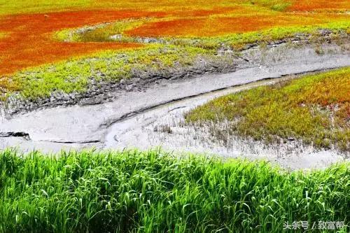 财富农观察｜从牧草到草坪，厉害了我的草！