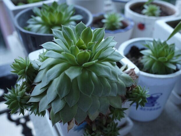 黑叶观音莲病虫害图片,养殖观音莲小技巧