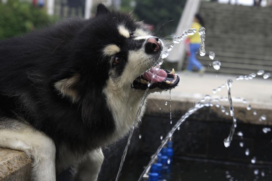 犬舍的狗如何喂养,狗狗饲育问题及解决方案