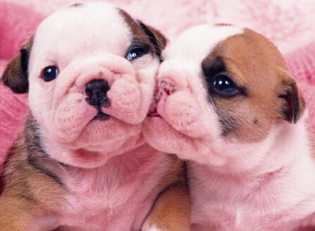 犬舍的狗如何喂养,狗狗饲育问题及解决方案