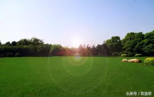 财富农观察｜从牧草到草坪，厉害了我的草！