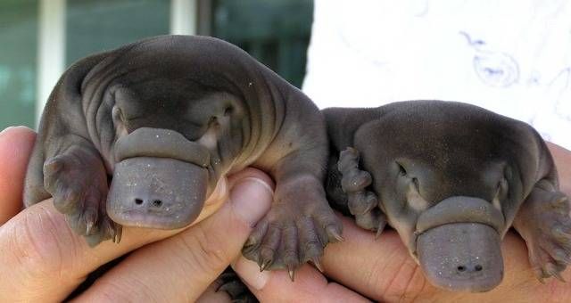 身体残缺的动物,新一代萌物鸭嘴兽