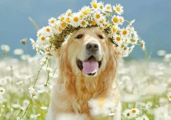 犬舍的狗如何喂养,狗狗饲育问题及解决方案