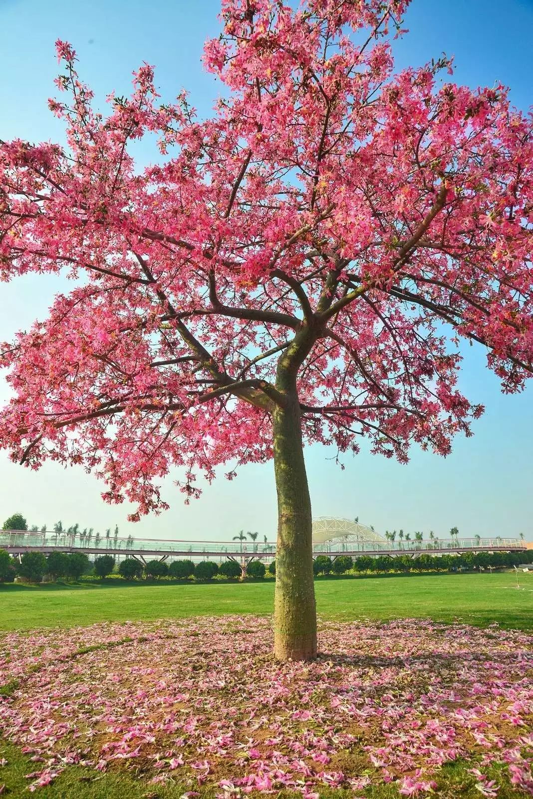 百万葵园一日游门票,葵园免费门票景点