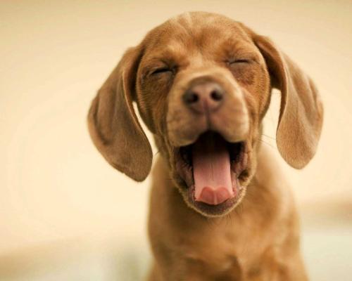 犬舍的狗如何喂养,狗狗饲育问题及解决方案