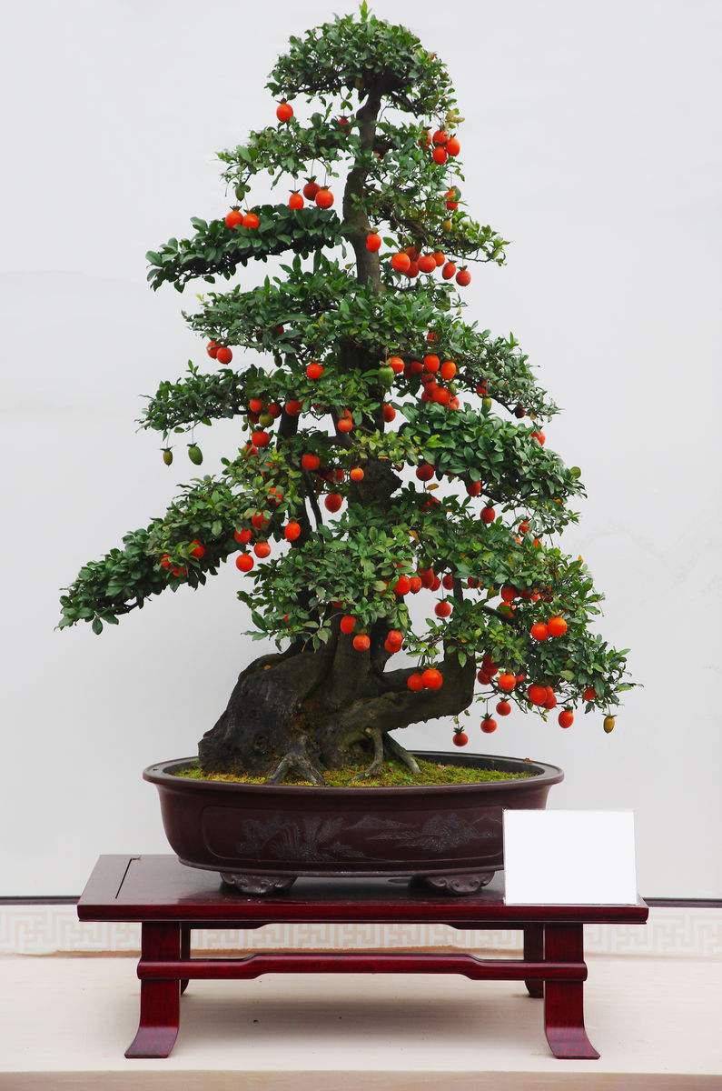 金弹子怎么养长得快,金弹子怎样快速长果