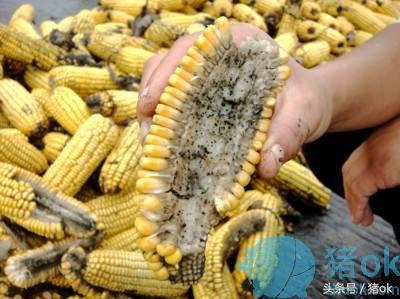 猪喂饲料反复拉肚子怎么回事,喂猪喂的多了猪拉稀怎么办